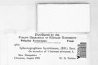 Sphaerographium hystricinum image